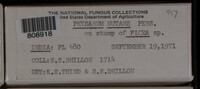 Physarum nutans image